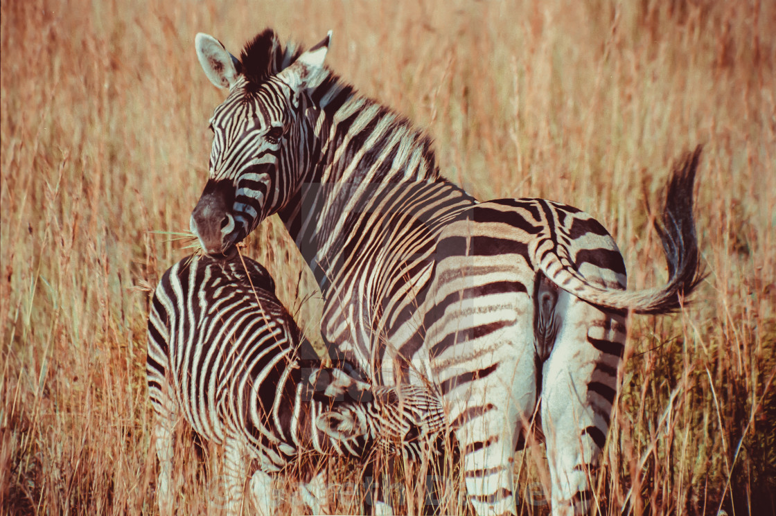 "Pilansberg National Park, South Africa" stock image