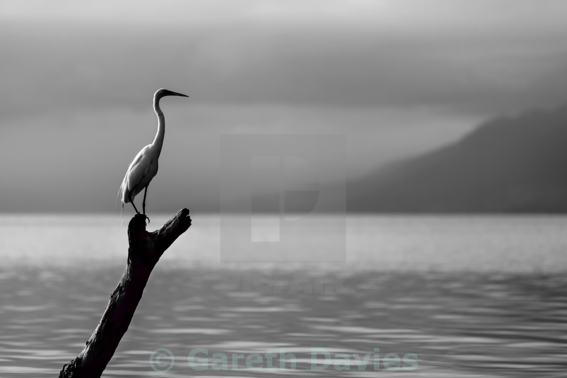 "Bird sitting on a branch at the edge of a lake" stock image