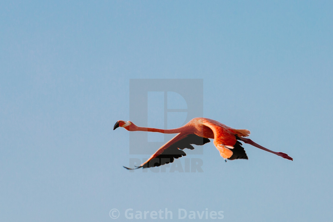 "A pink flamingo flies across a clear blue sky" by Gareth Davies - $6.23 "A pink flamingo flies across a clear blue sky" stock image