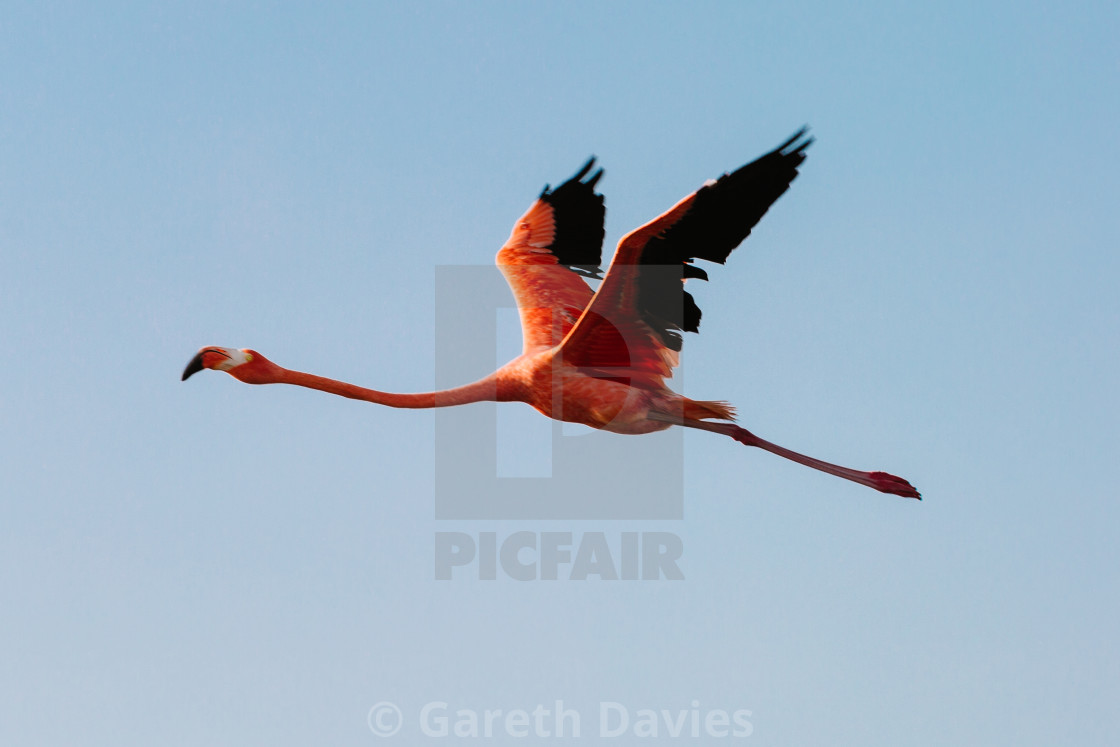 "A pink flamingo flies across a clear blue sky" by Gareth Davies - $6.23 "A pink flamingo flies across a clear blue sky" stock image