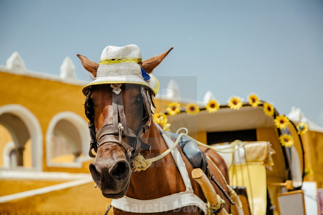 "A tourist horse and Carriage in Izamal in Mexico" by Gareth Davies - $7.79 "A tourist horse and Carriage in Izamal in Mexico" stock image