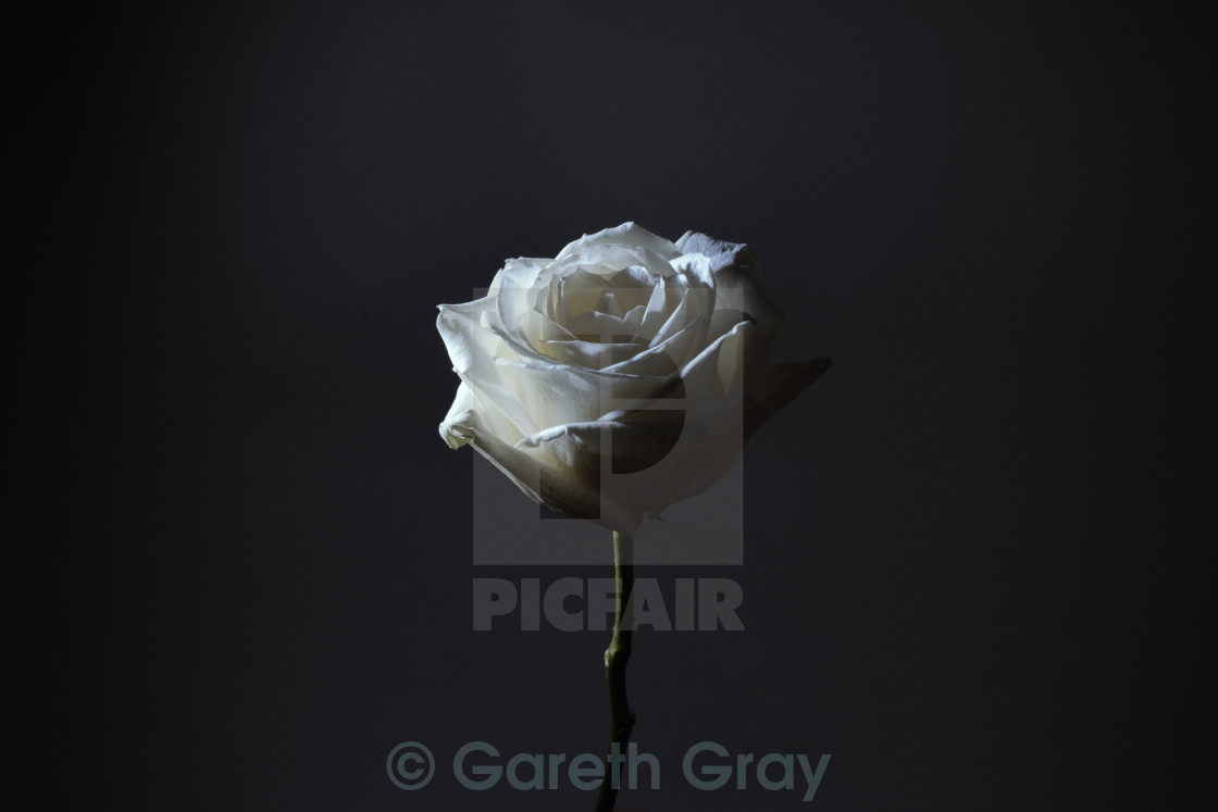 "Rose in the dark 1" stock image