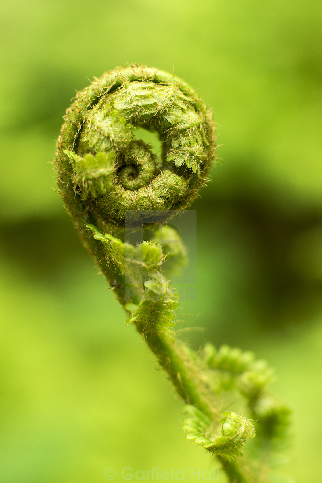 Young Fern Leaf License Download Or Print For 39 68 Photos Picfair