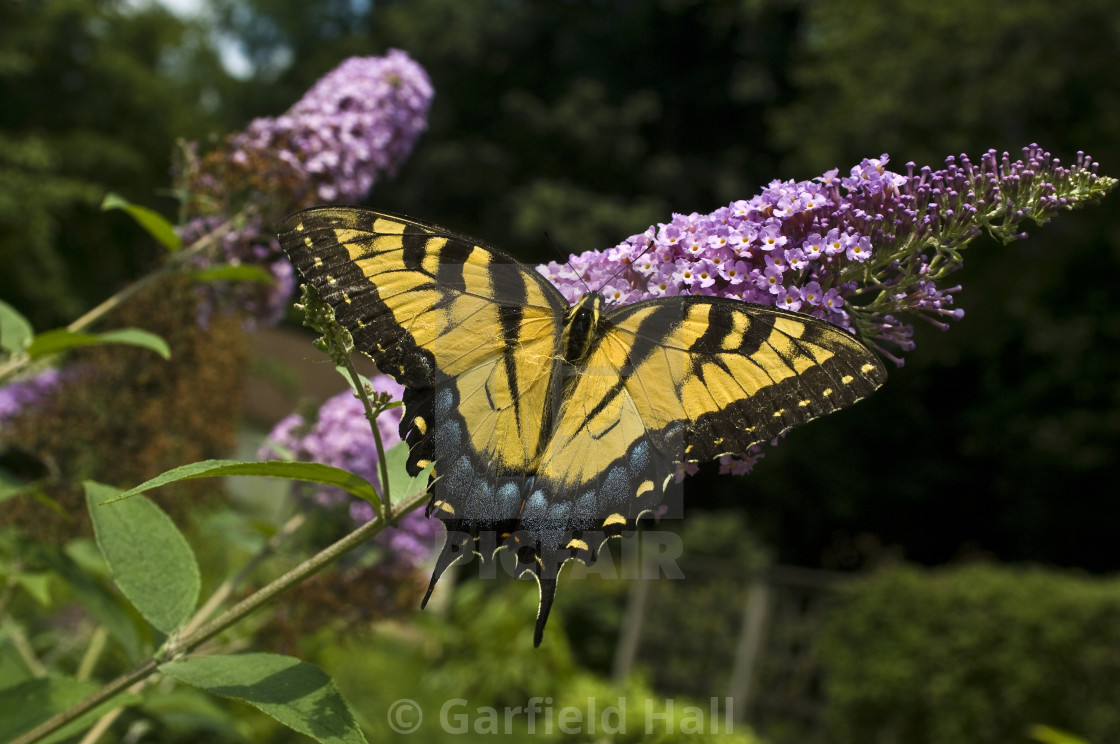 Swallowtail Butterfly Suckling License Download Or Print For 39 68 Photos Picfair
