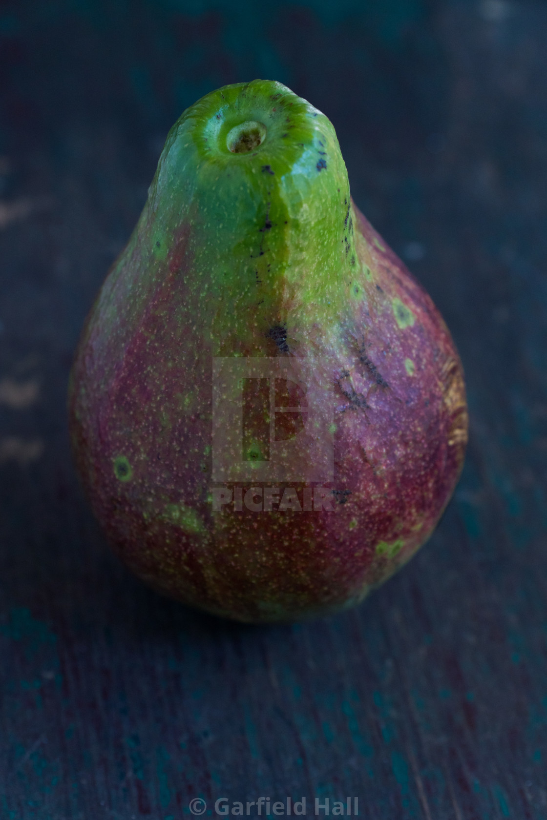 "Avocado, Jamaica" stock image