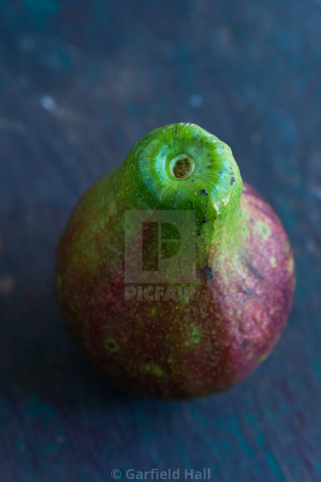 "Avocado, Jamaica" stock image