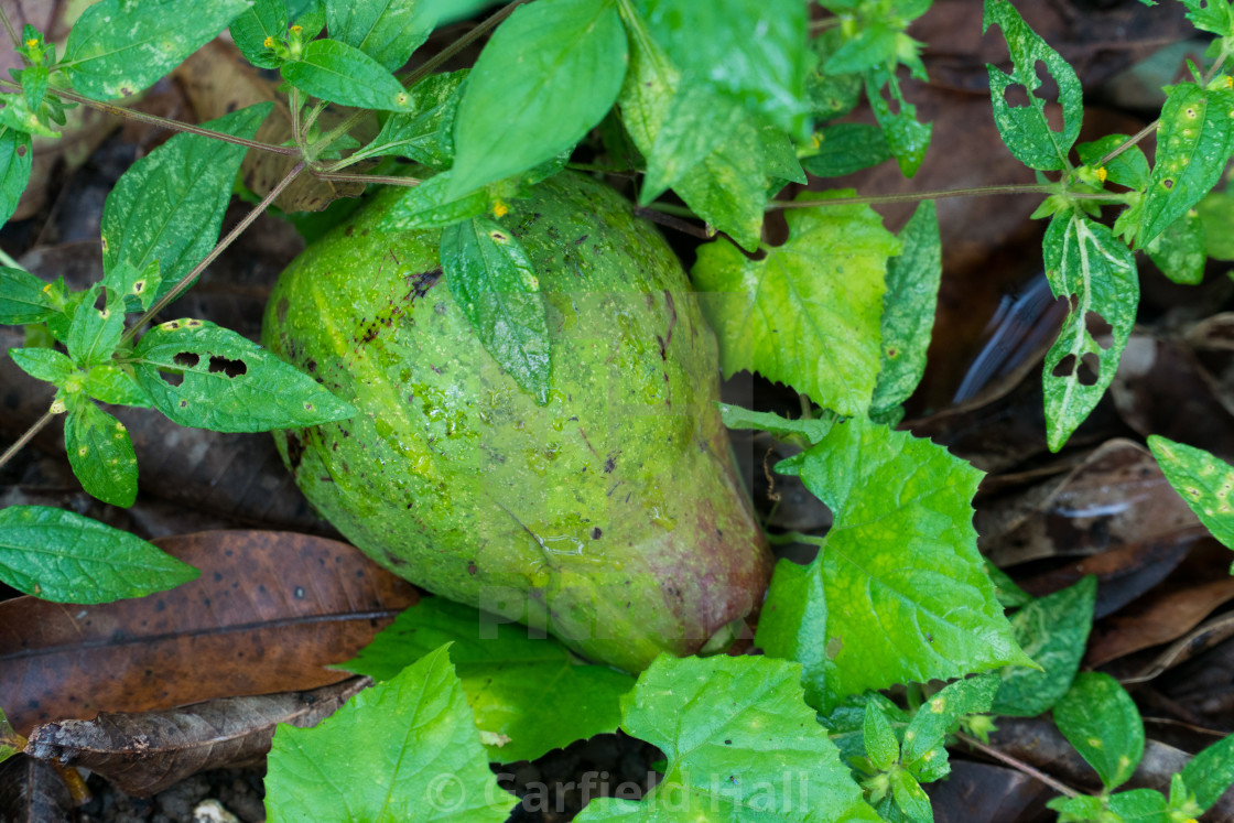 "Fallen Avocado Fruit, Jamaica" stock image