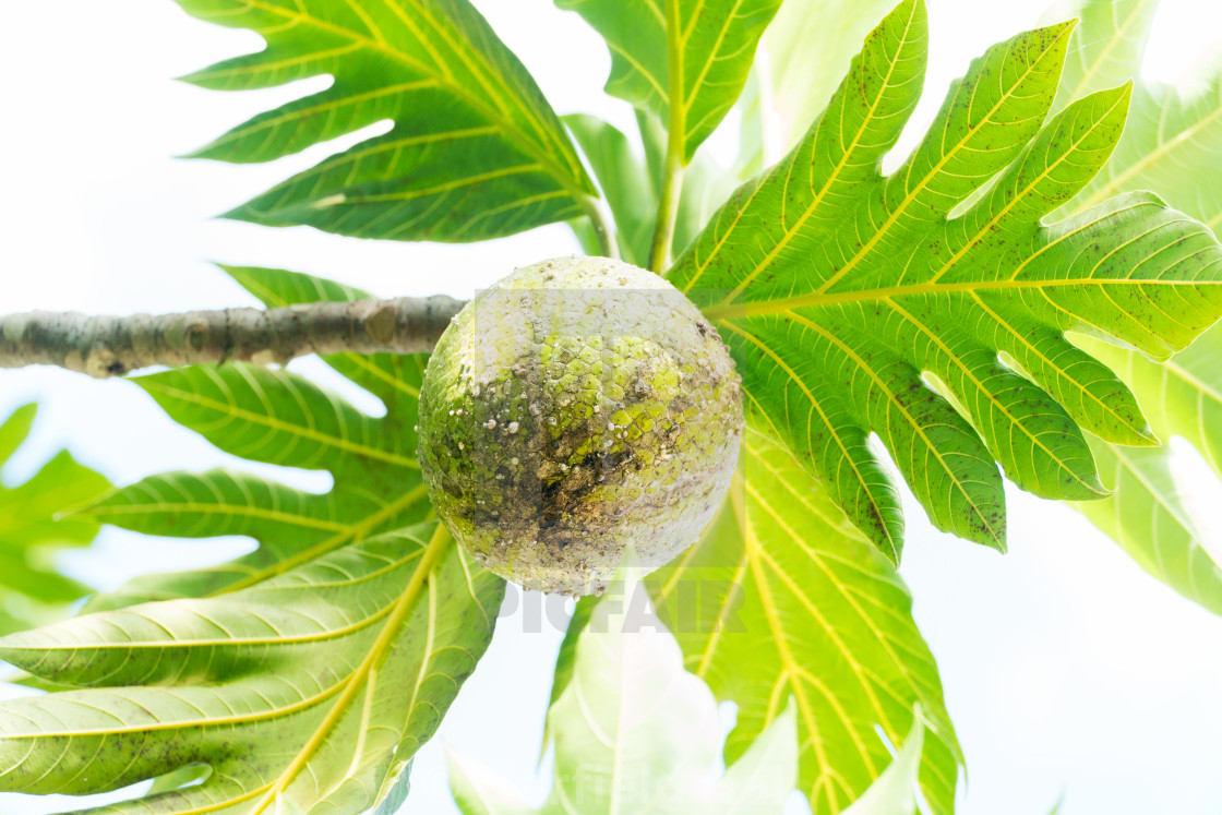 "Roasting Breadfruit On Tree, Jamaica" stock image