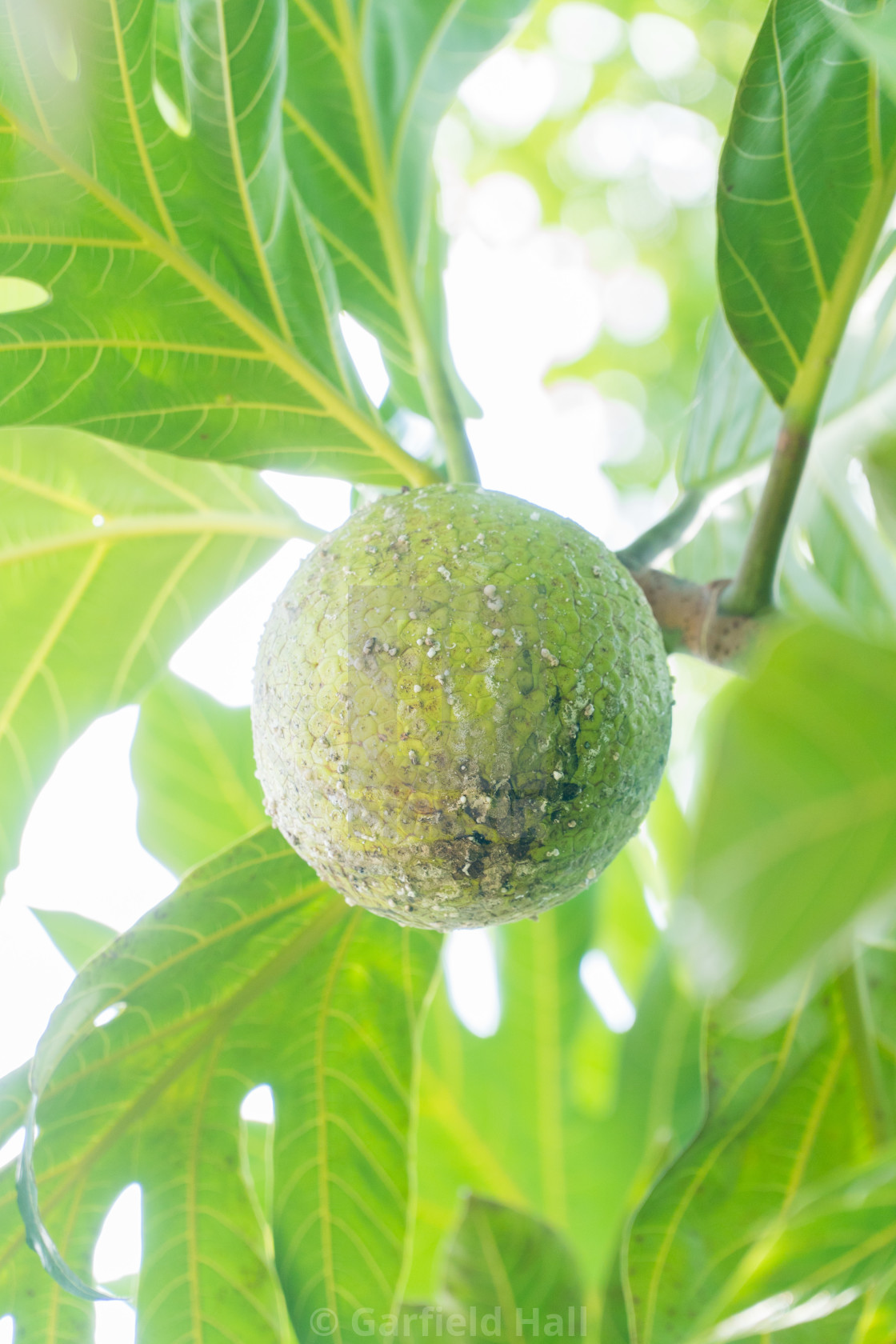 "Roasting Breadfruit On Tree, Jamaica" stock image