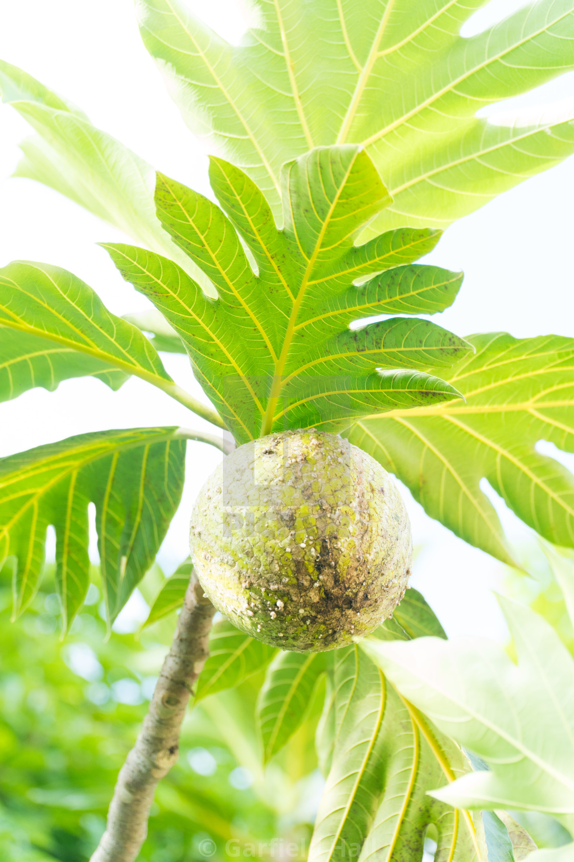 "Roasting Breadfruit On Tree, Jamaica" stock image