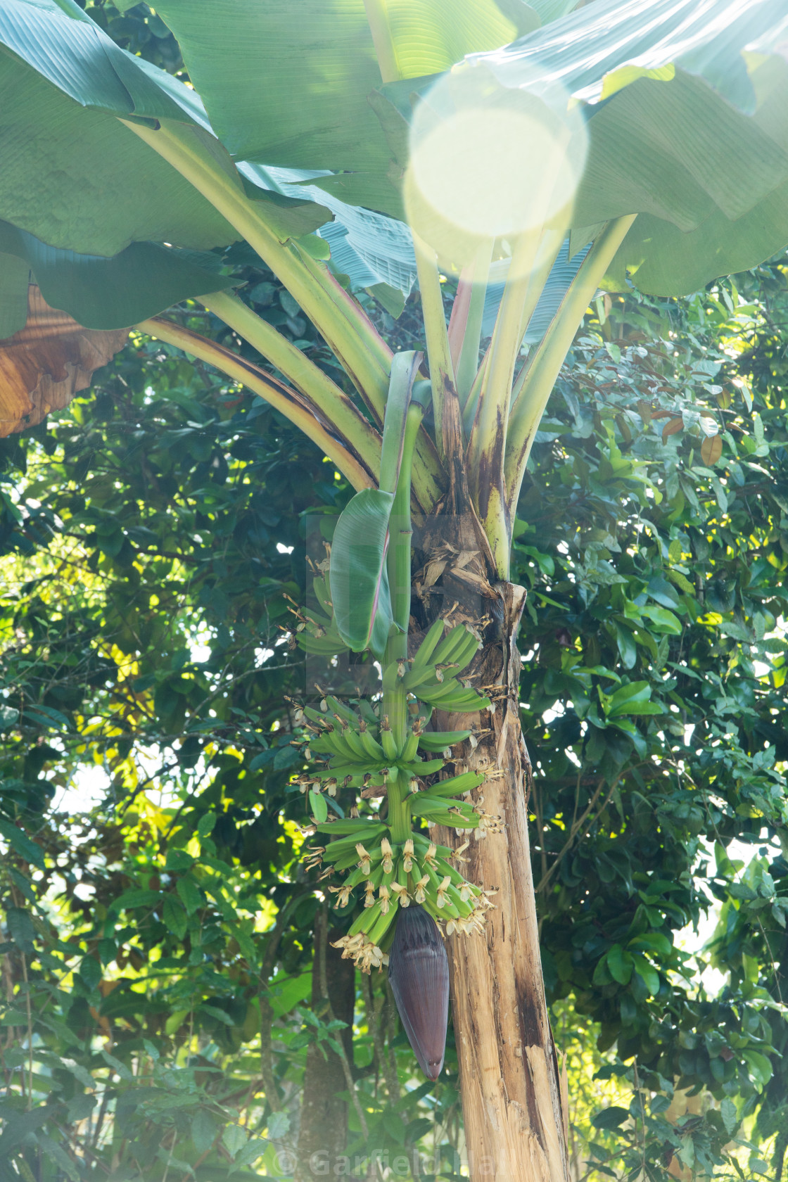 "Plantain, Jamaica" stock image