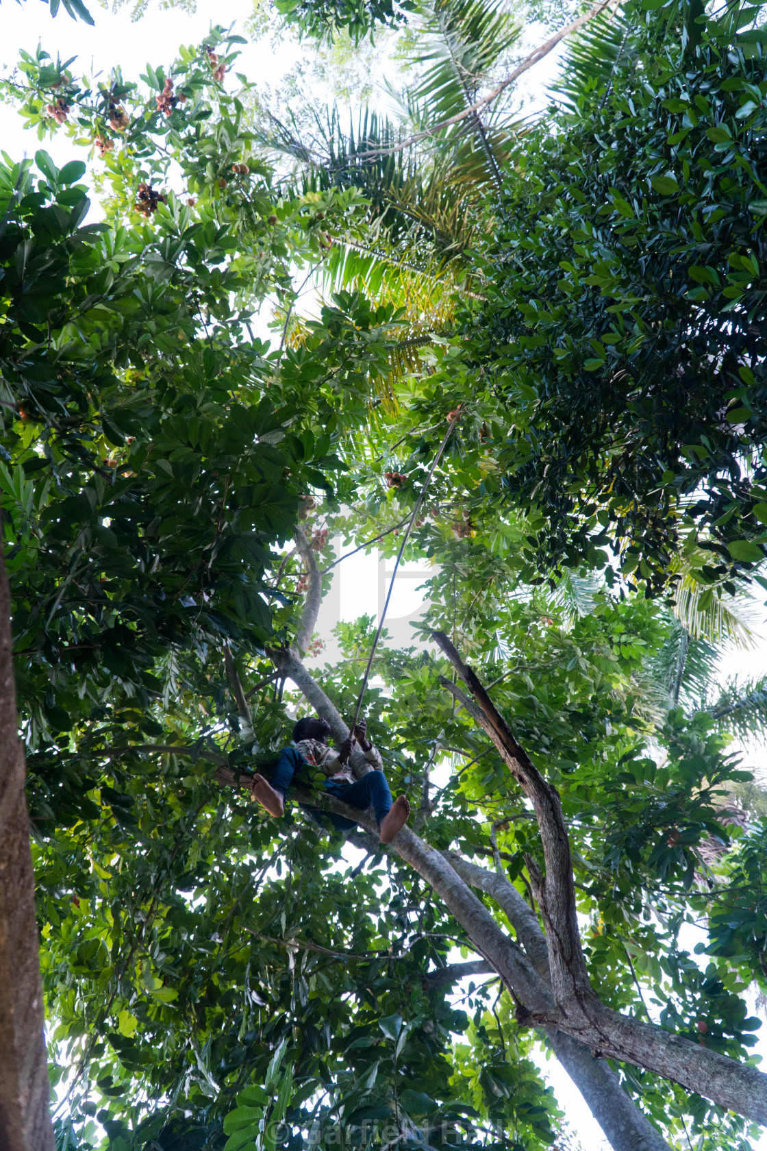 "Picking Ackee, Jamaica" stock image