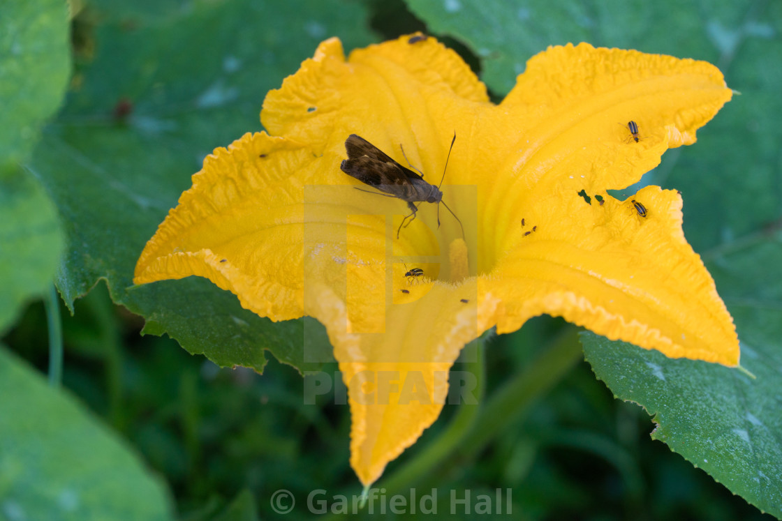 "Pumpkin Bloom & Insects, Jamaica" stock image