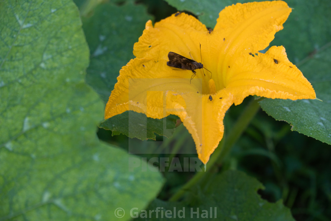 "Pumpkin Bloom & Insects, Jamaica" stock image