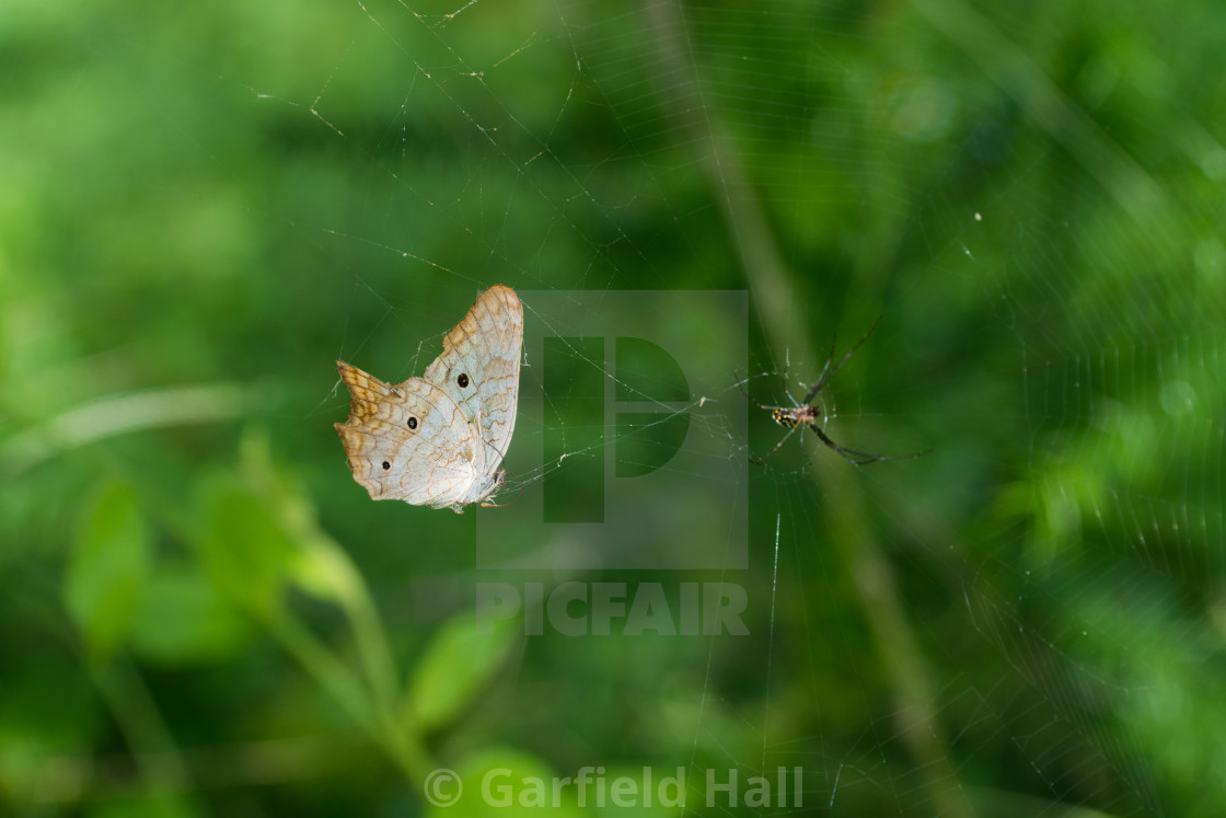 "Butterfly & Spider, Jamaica" stock image