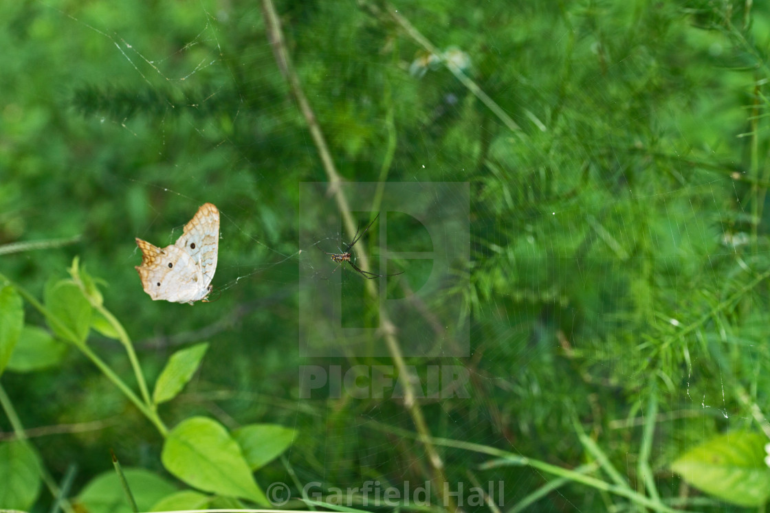 "Butterfly & Spider, Jamaica" stock image