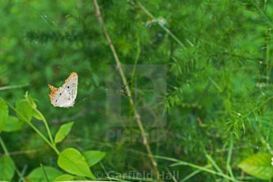 "Butterfly & Spider, Jamaica" stock image