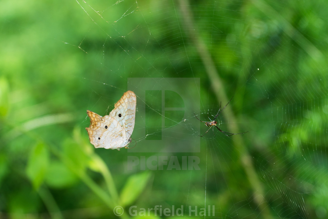 "Butterfly & Spider, Jamaica" stock image