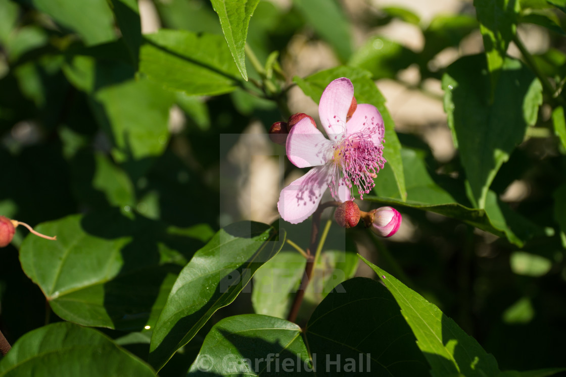 "Annatto Bloom & Blossoms, Jamaica" stock image