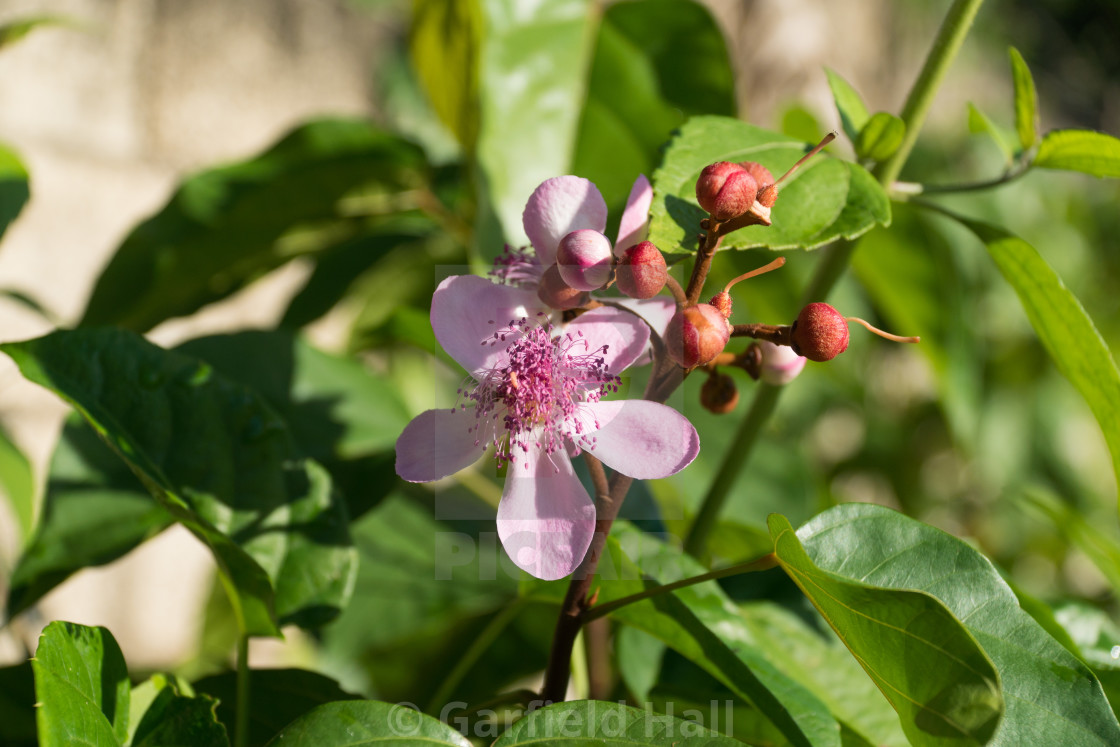 "Annatto Blooms And Blossoms, Jamaica" stock image