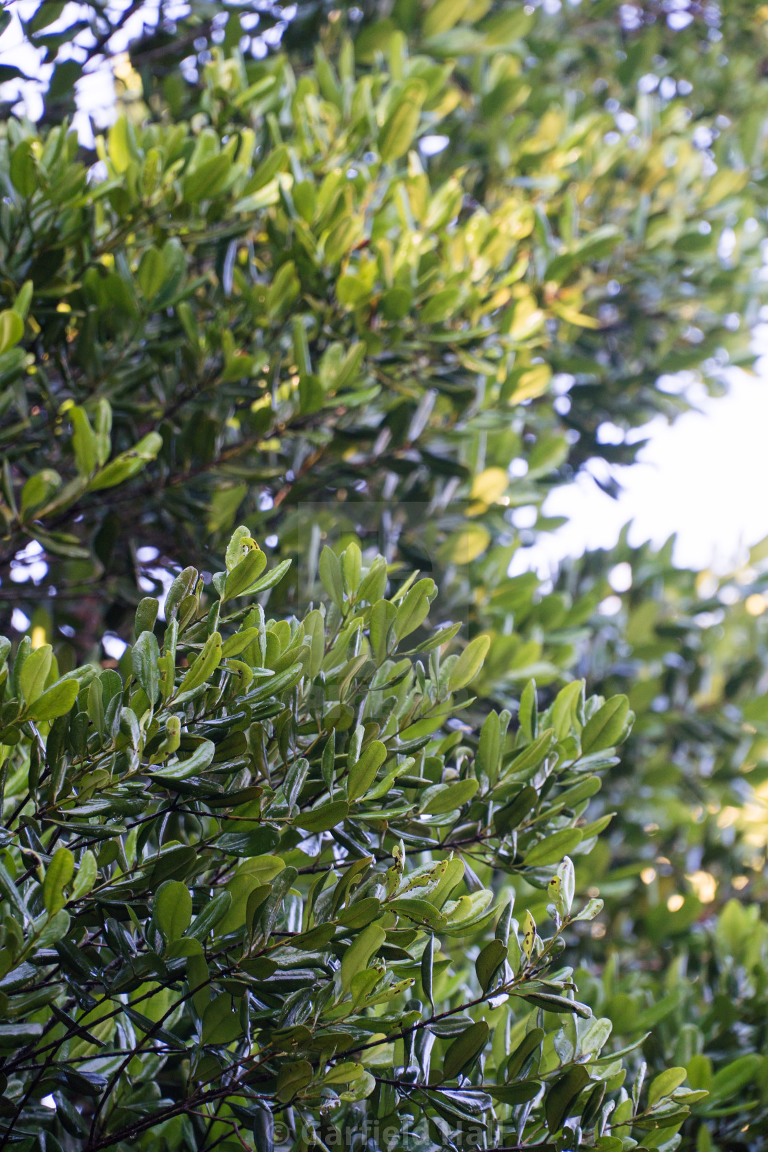 "Bay Tree, Jamaica" stock image