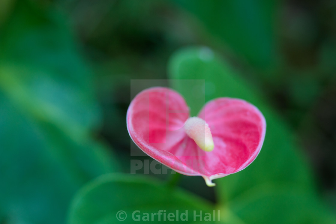 "Anthurium Bloom, Jamaica" stock image