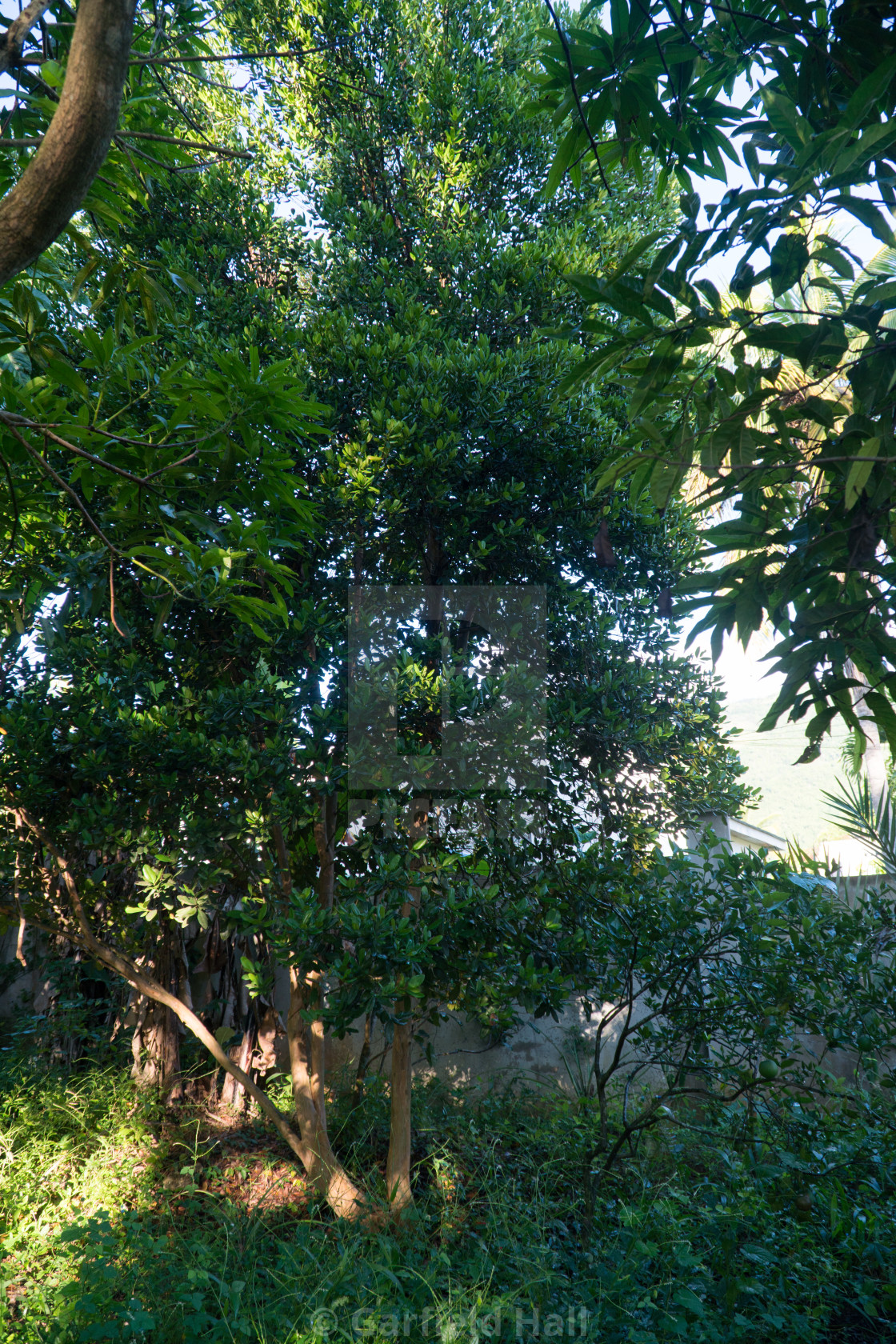 "Bay Tree, Jamaica" stock image