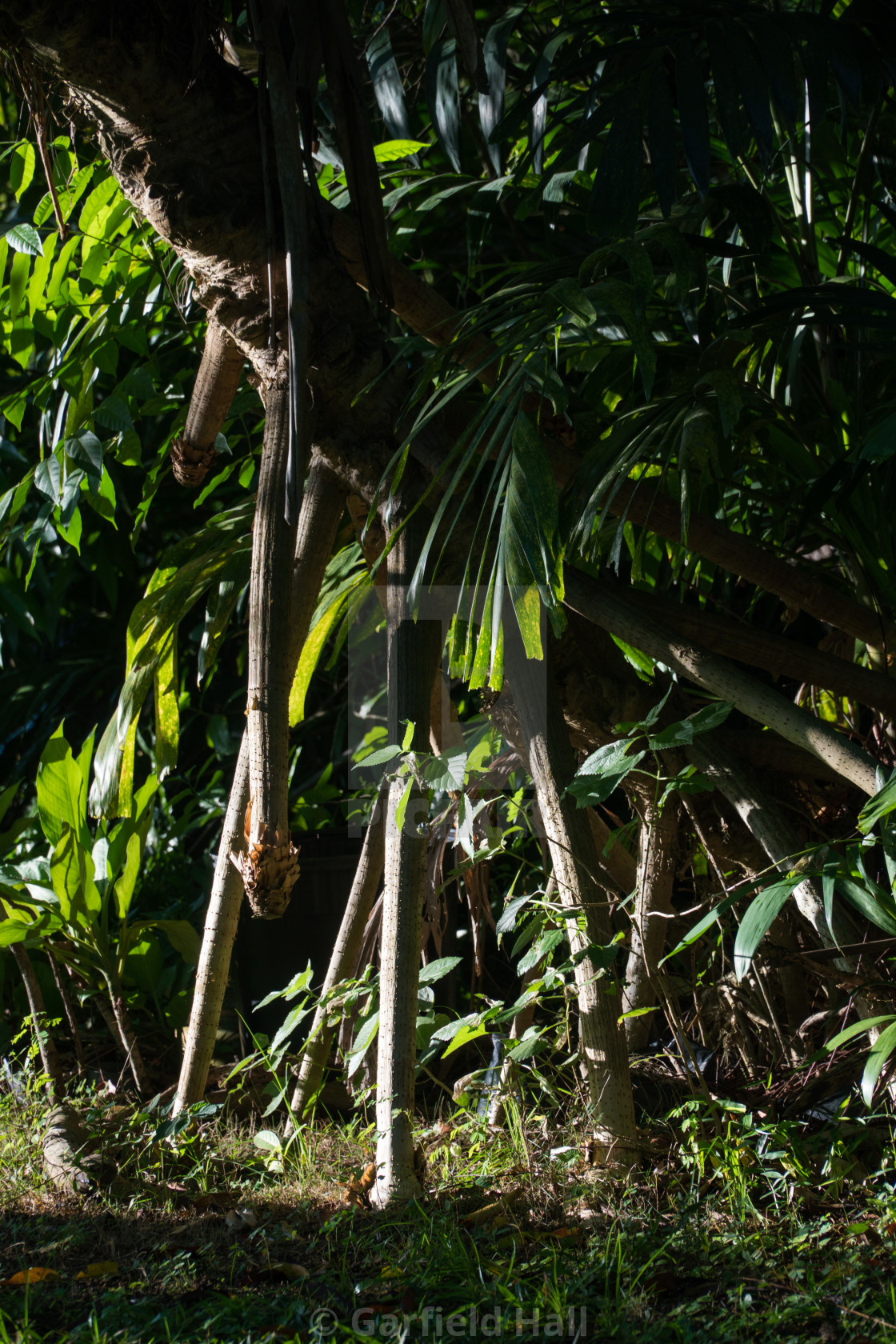 "Bromeliad Roots, Jamaica" stock image