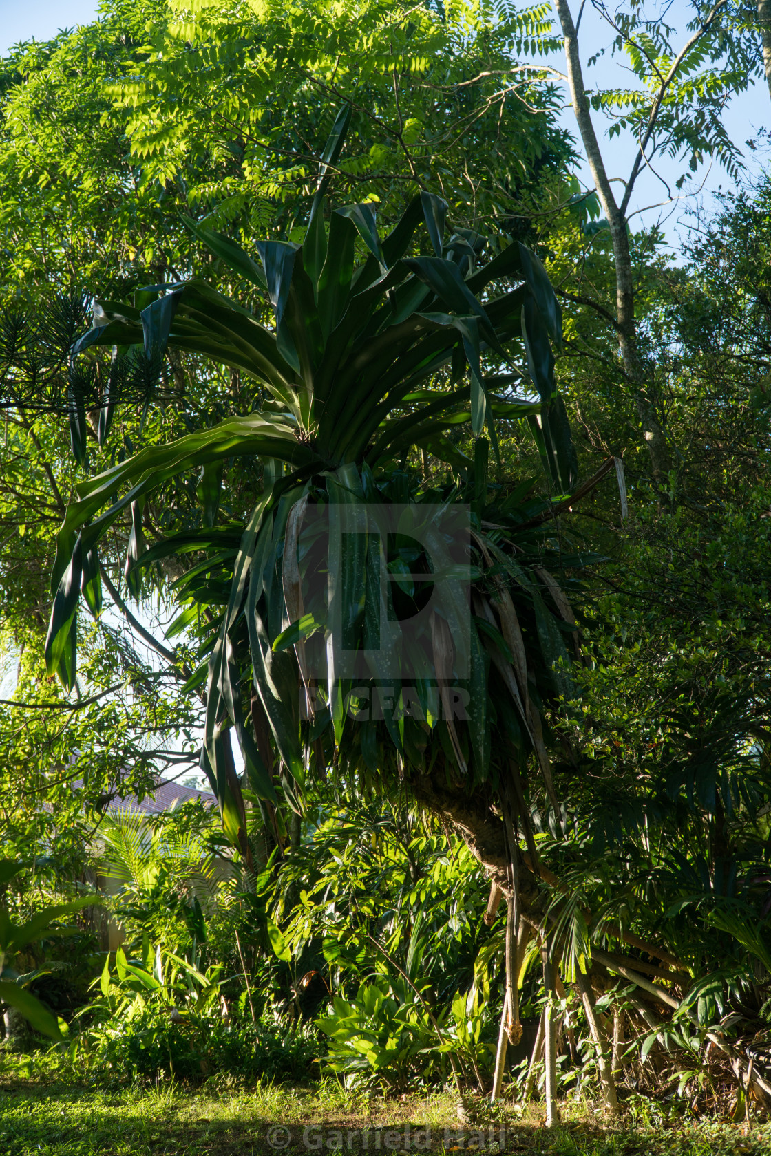 "Bromeliad Jamaica" stock image