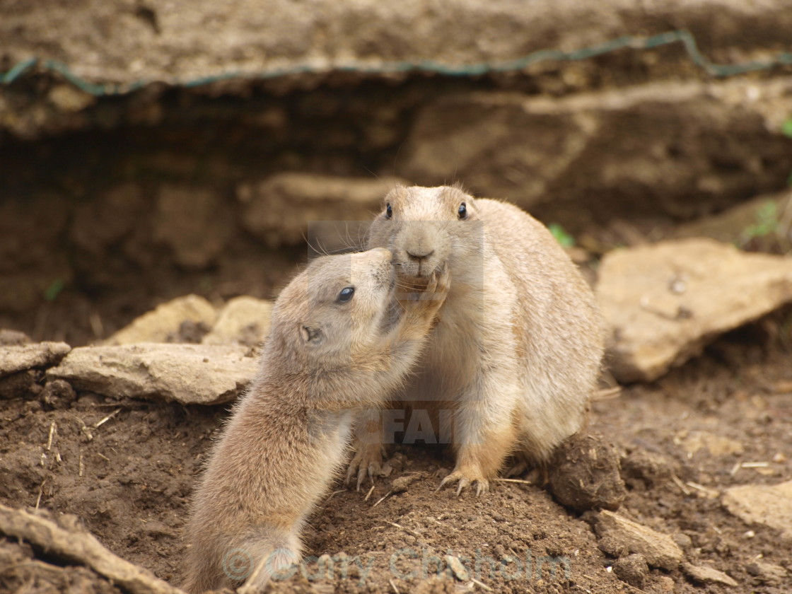 "I love you mum" stock image