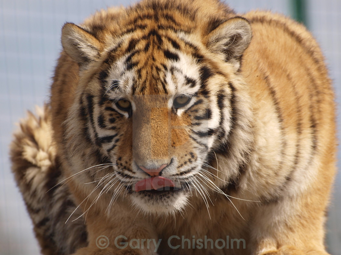 "Licky lips" stock image