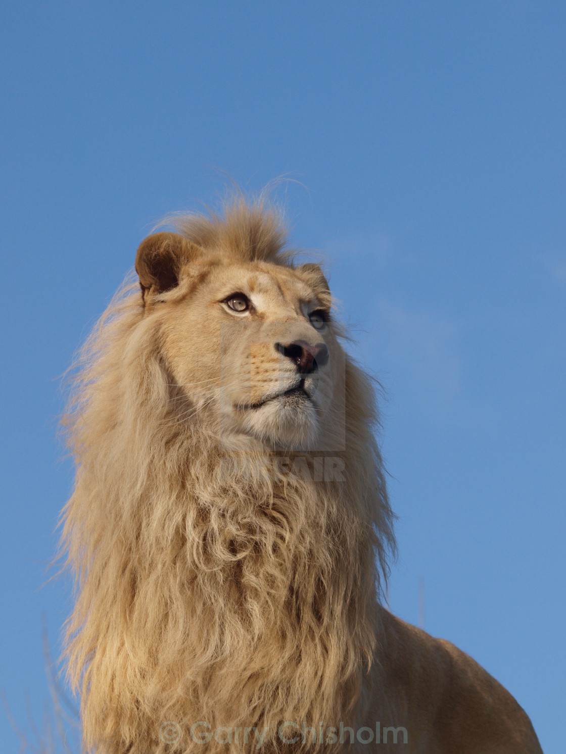 "Sky Lion" stock image