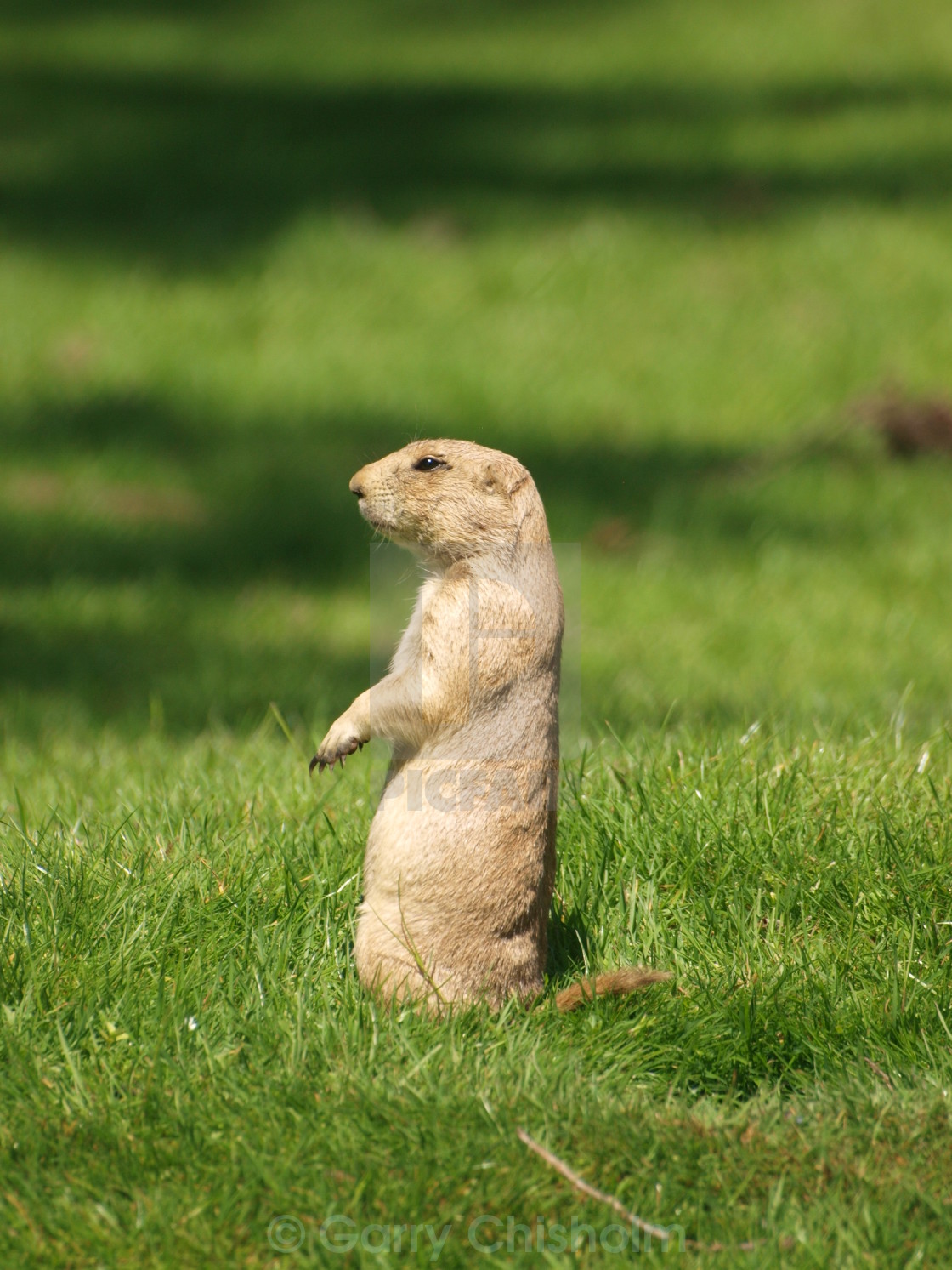 "Watchdog" stock image