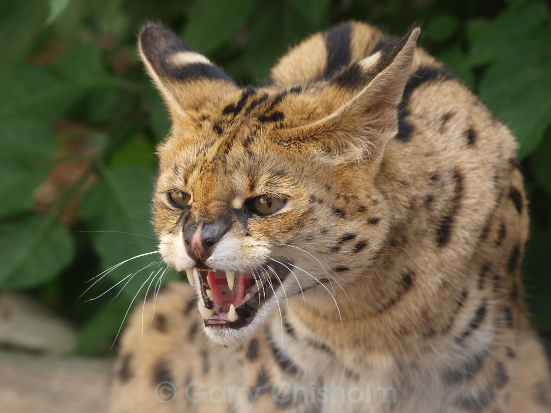 "Not happy" stock image