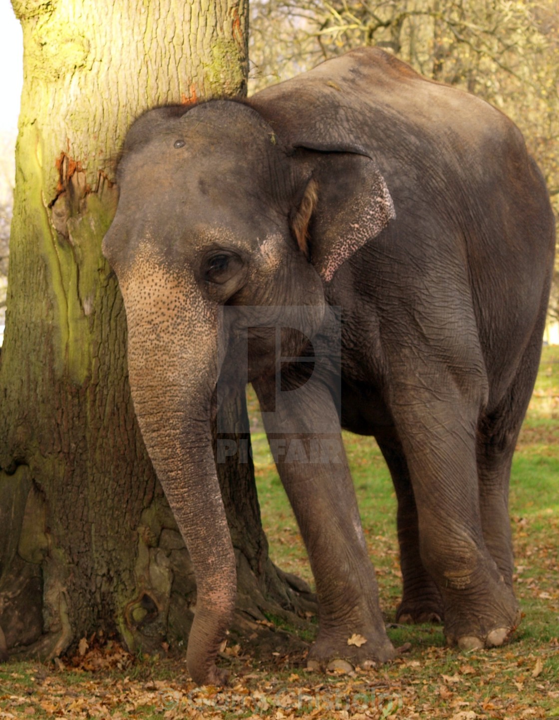 "Leaning Post" stock image