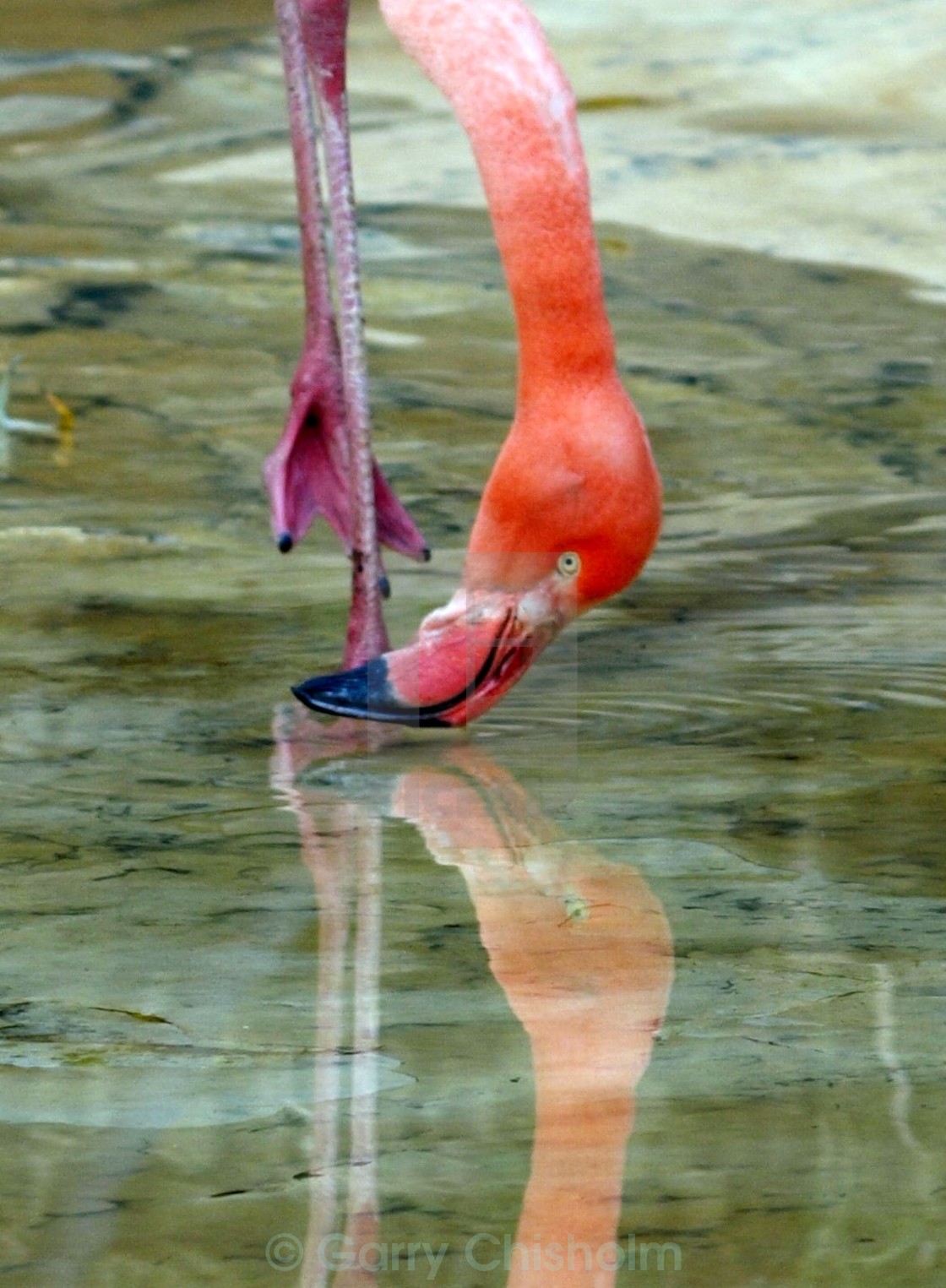 "Reflection" stock image