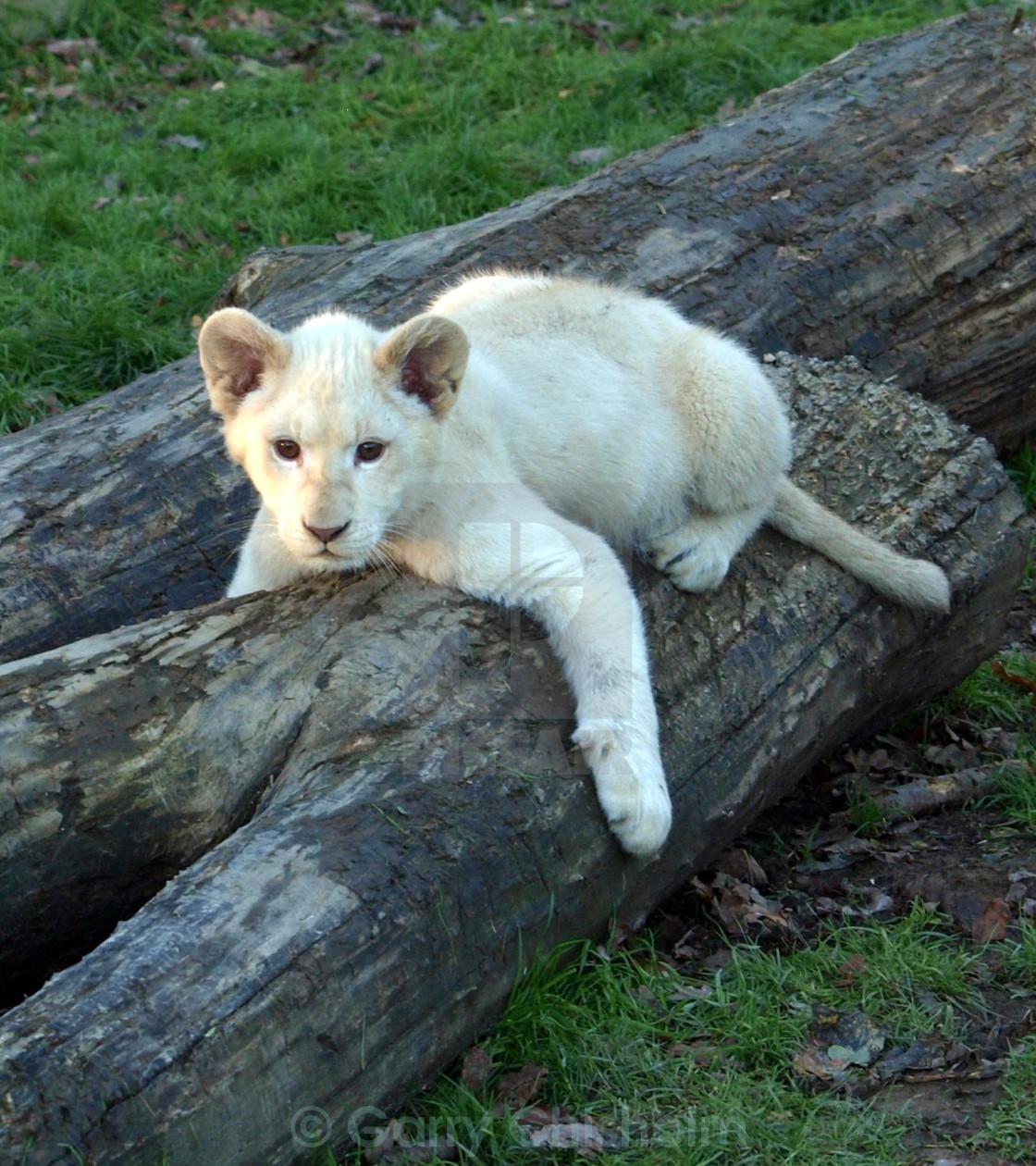 "Tree cub" stock image