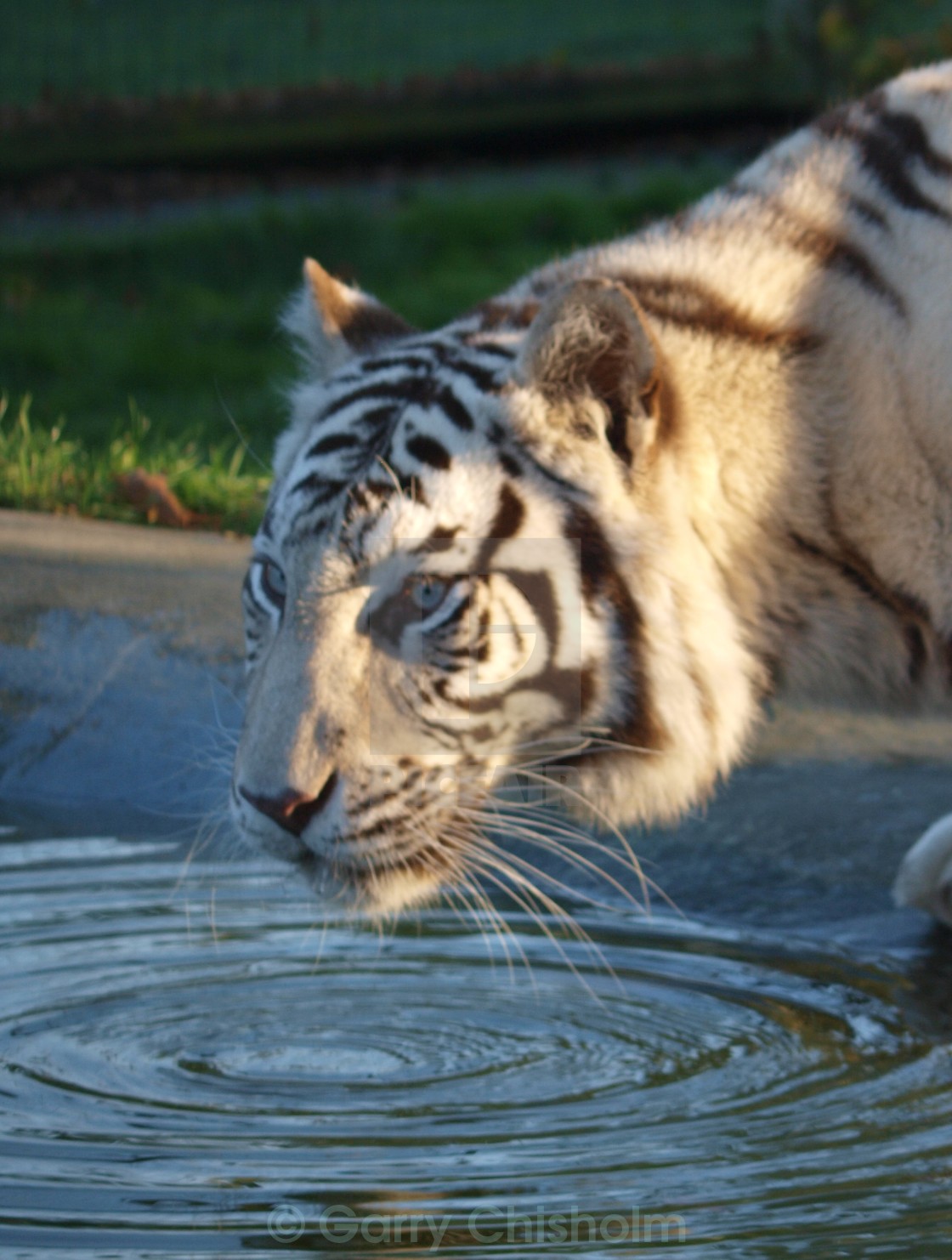 "Water Tiger" stock image