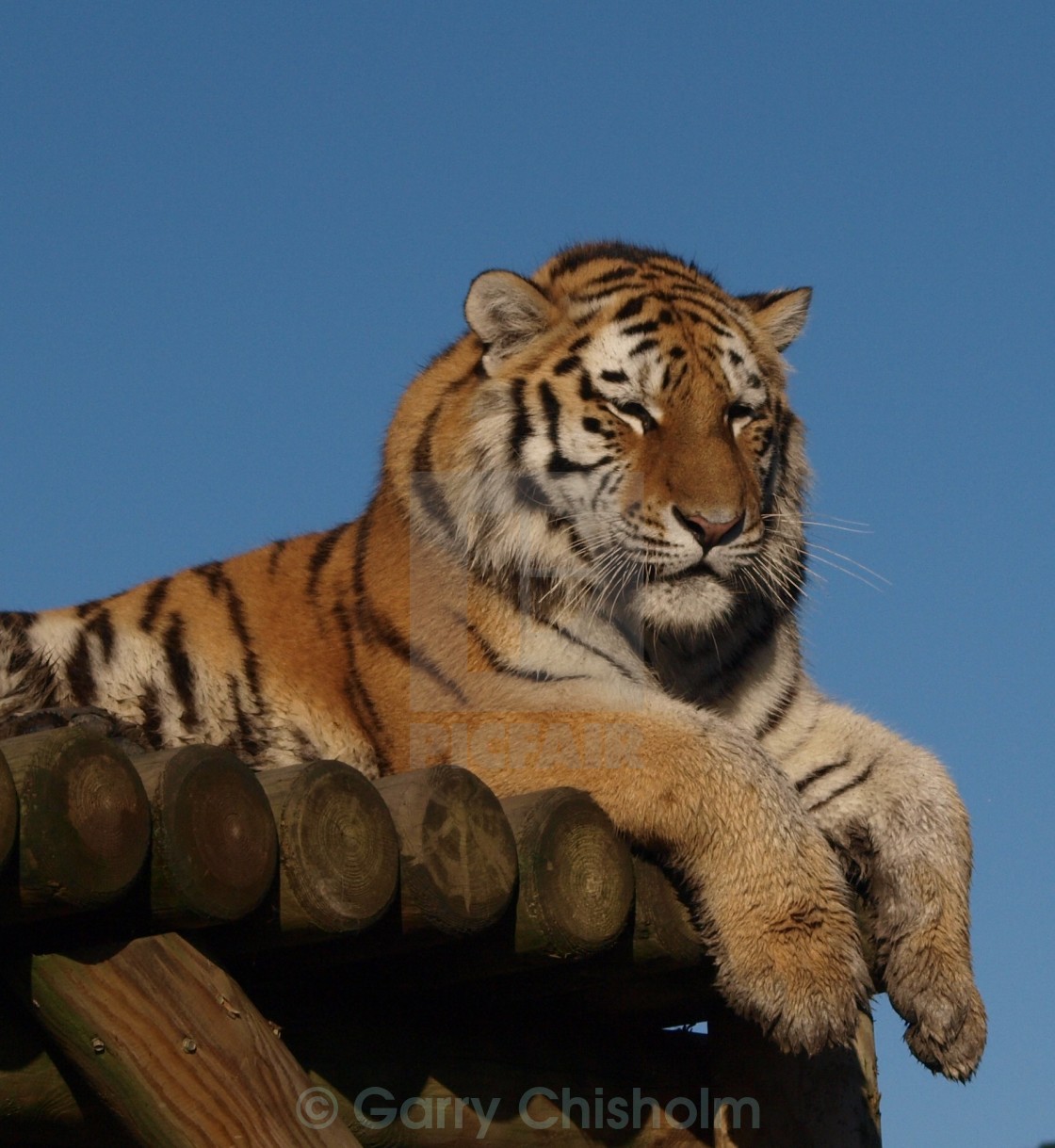 "Tiger platform" stock image