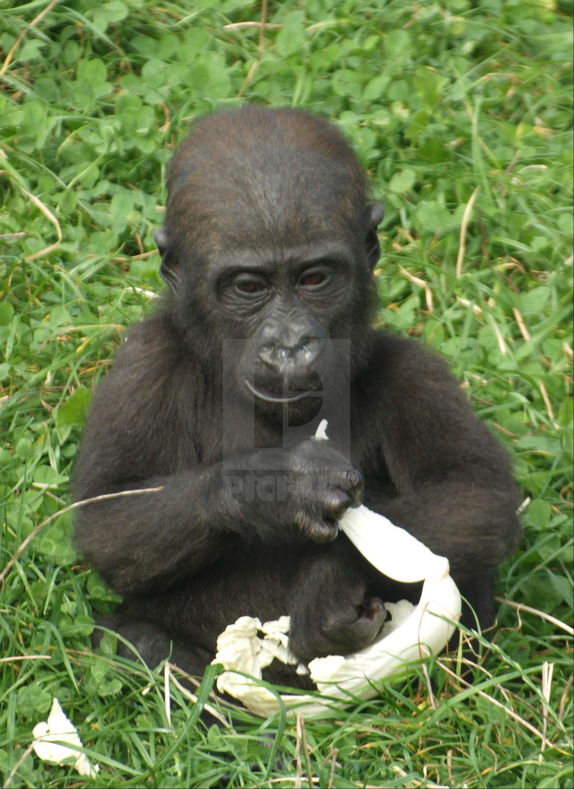 "Gorilla tissue" stock image