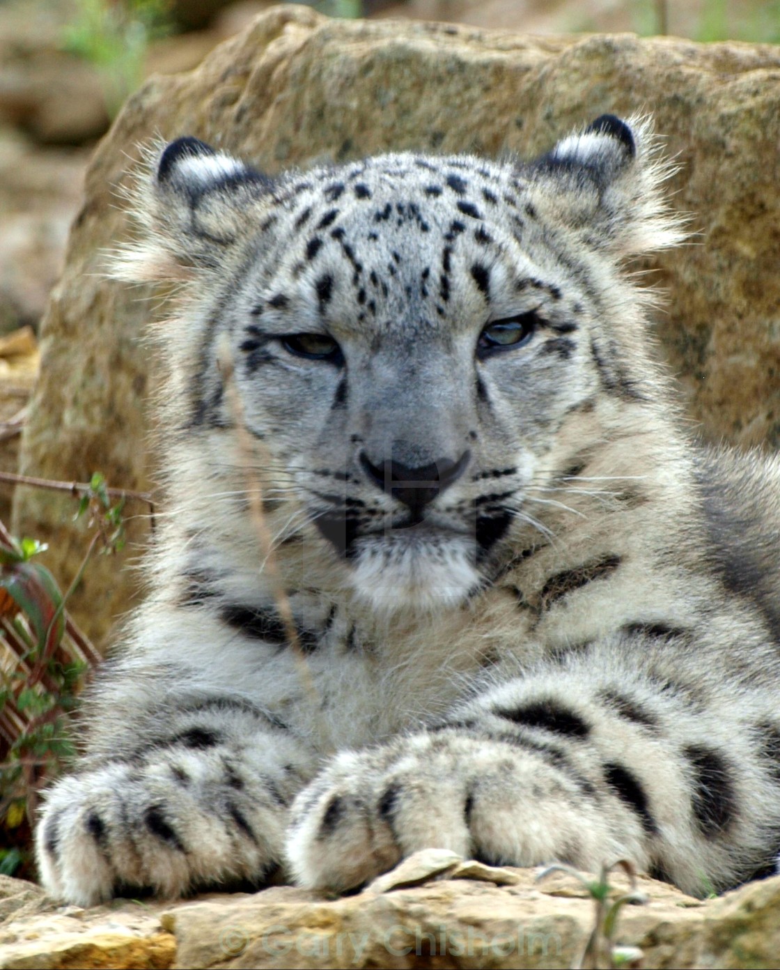 "Chilled cat" stock image