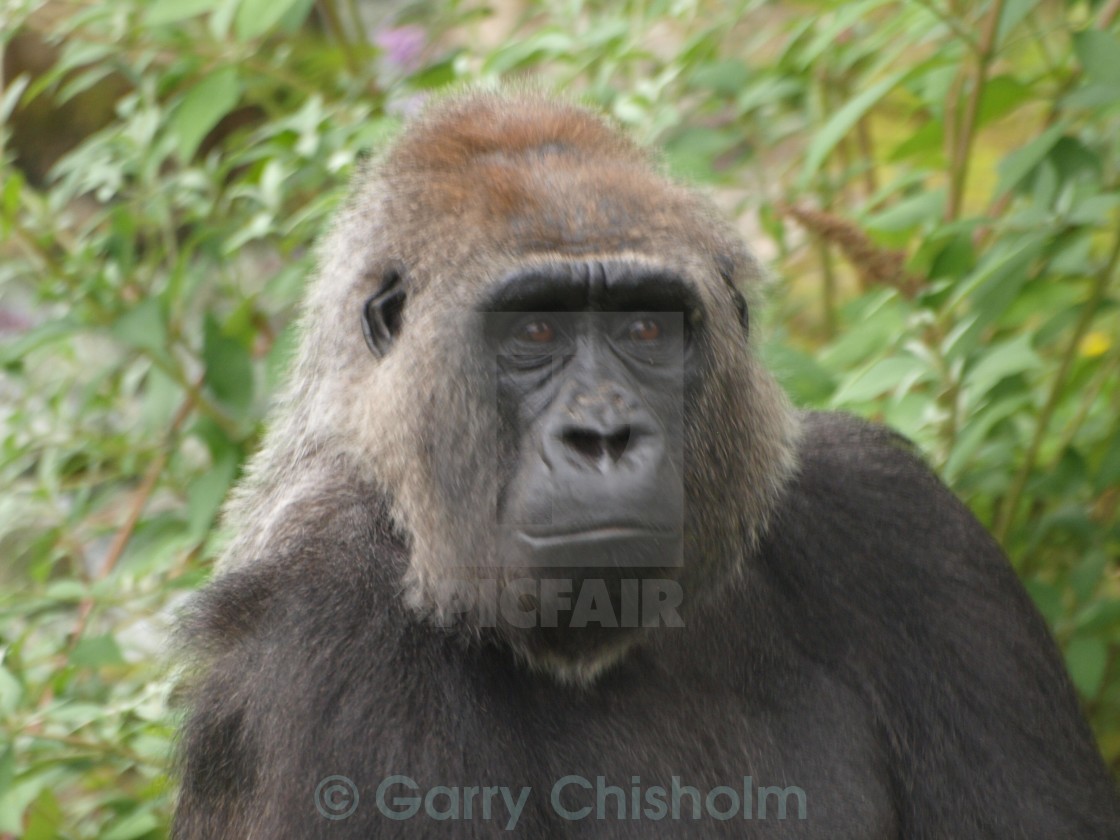 "Gorilla pose" stock image