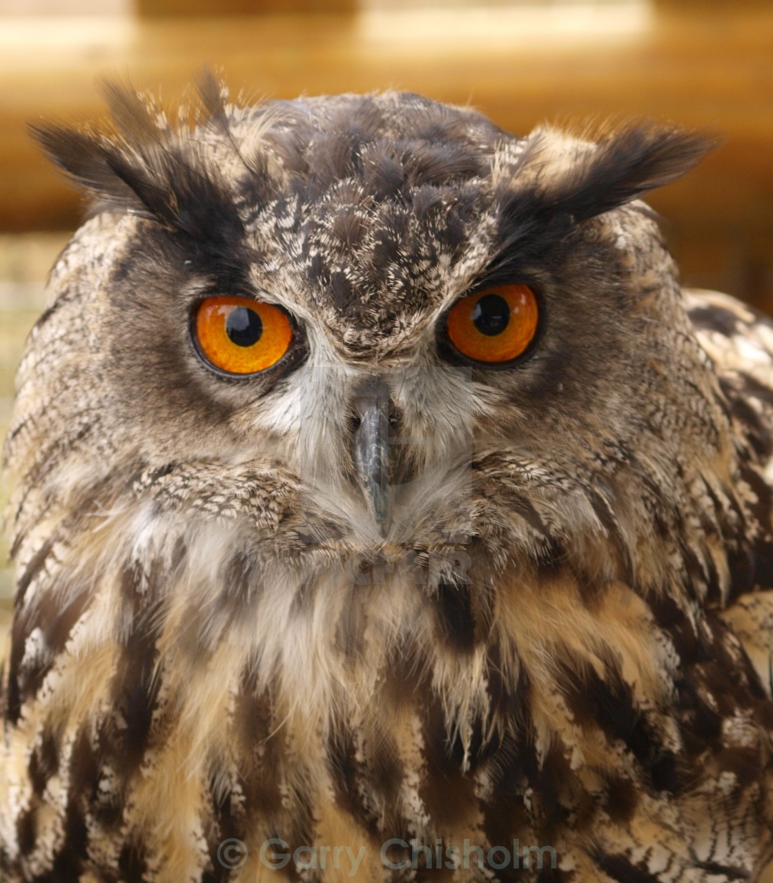 "Eagle Owl" stock image