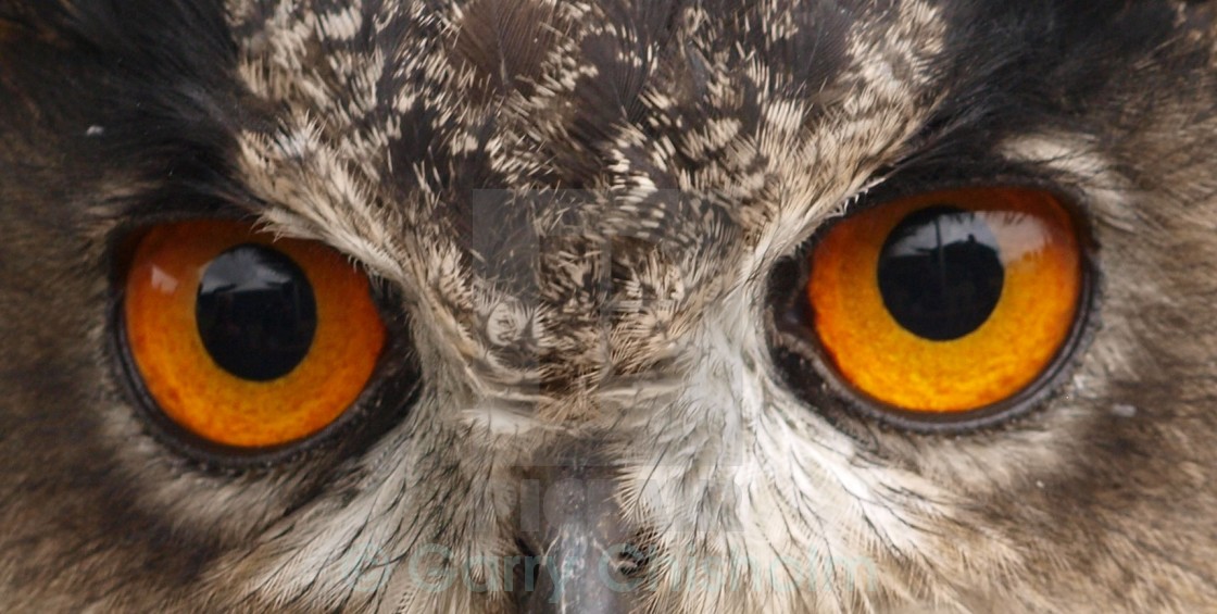 "Eagle eyes" stock image