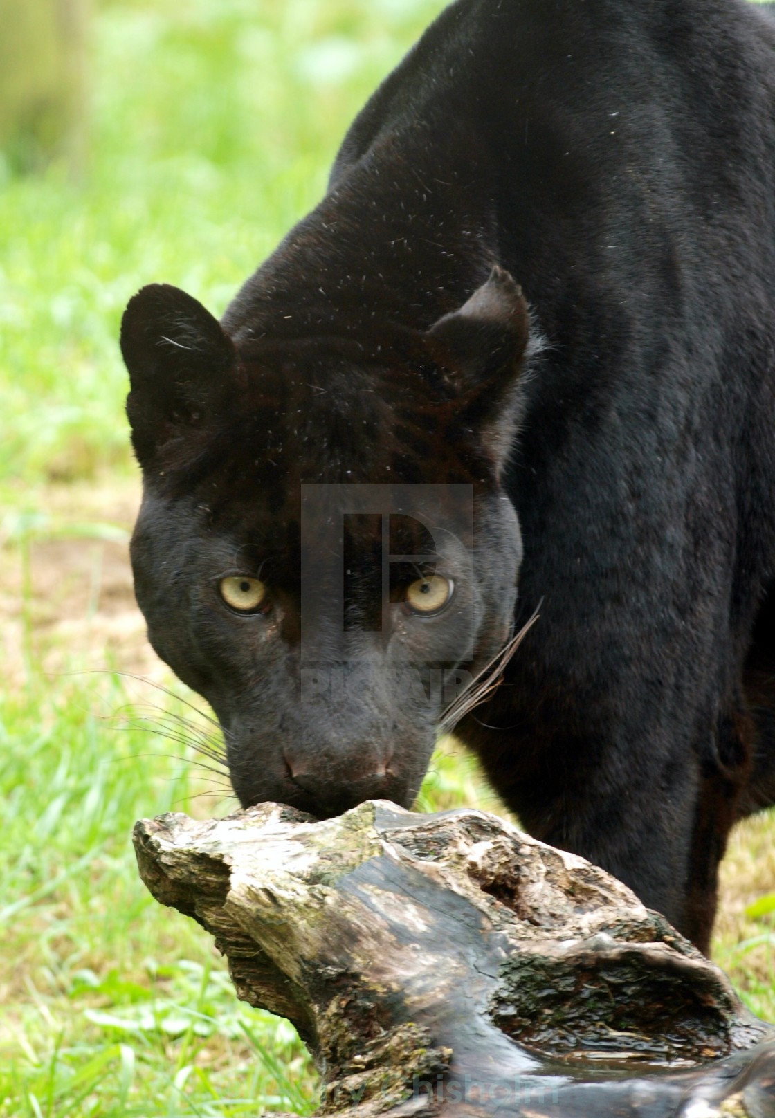 "Here's looking at you" stock image