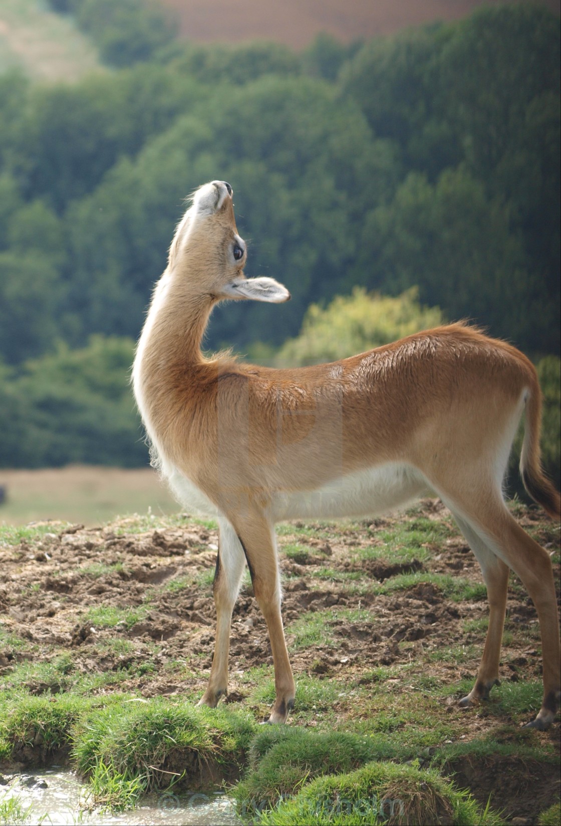 "Morning stretch" stock image