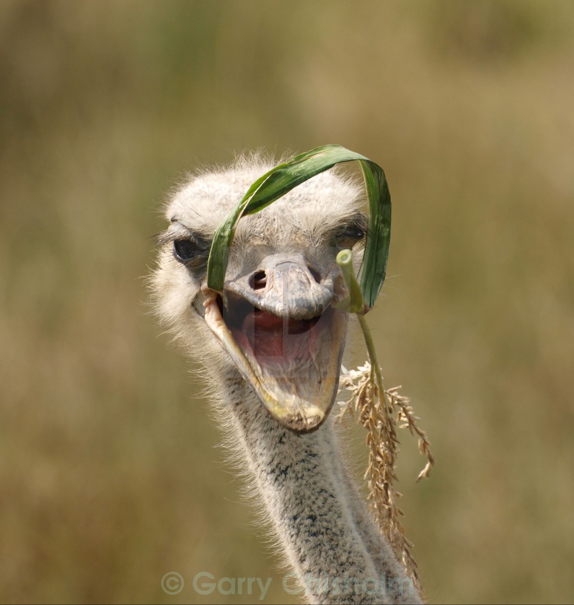 "Chomp" stock image