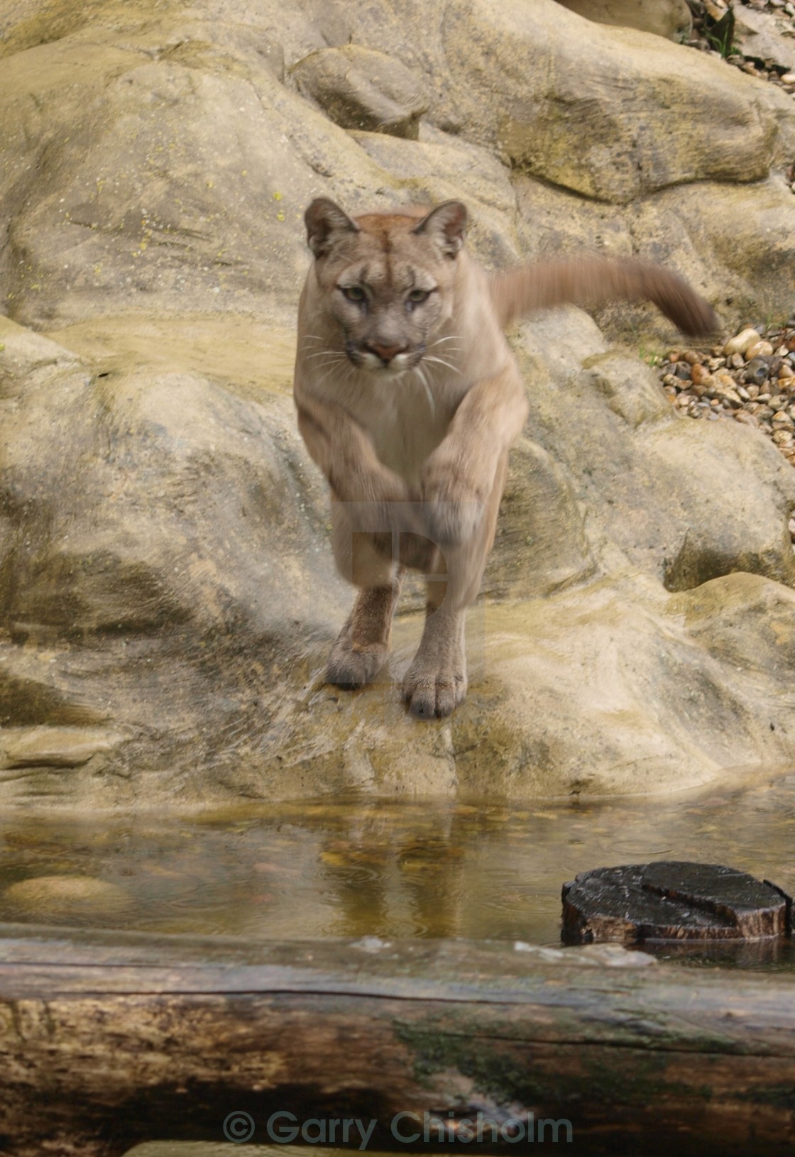 "Cat leap" stock image