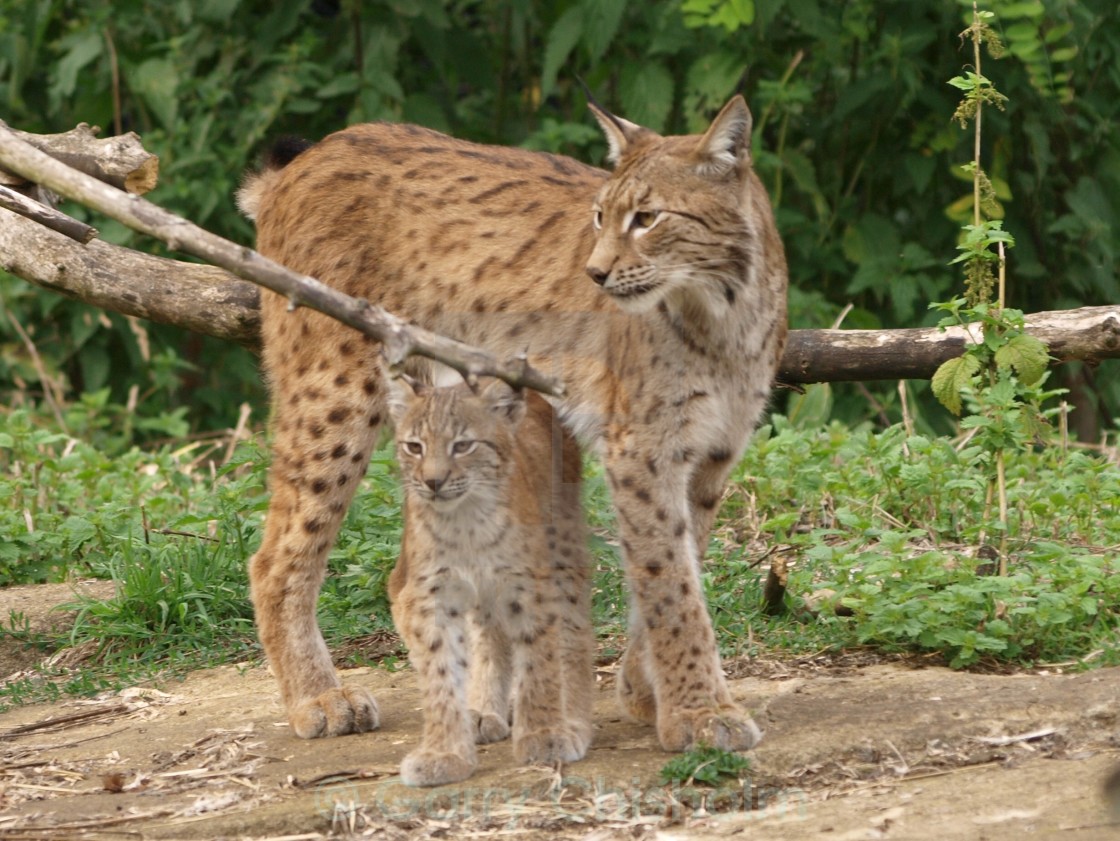 "Mother love" stock image