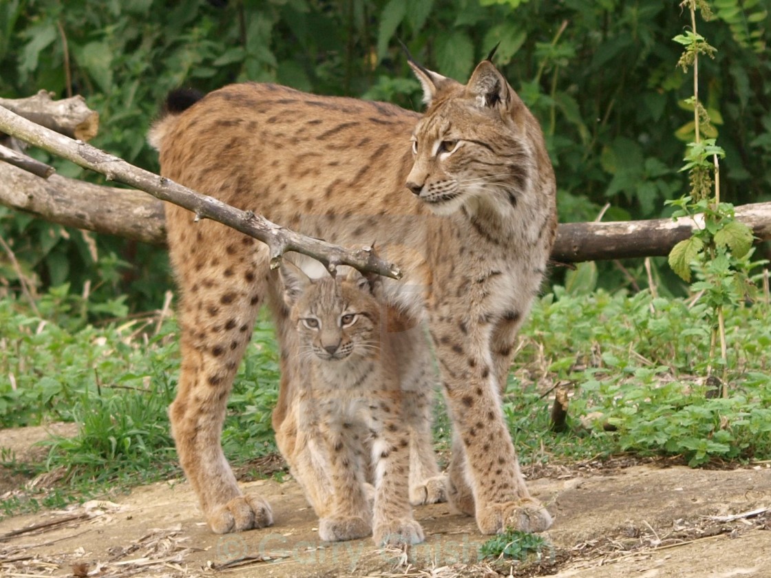 "A mothers love" stock image